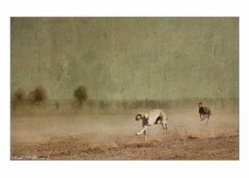 إستمتع بهوايتك دون وصي بقلم المحكم الدولي سعيد الشامسي