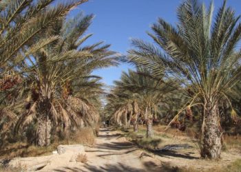 دعوة للمشاركة طريق الواحة للفوتوغرافيا  بسوق الاحد أيام 23 – 24 – 25 نوفمبر2018