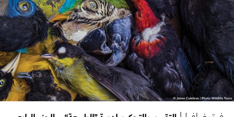 فوتوغرافيا –  التقييم والتحكيم لدورة “الطبيعة” – الجزء الرابع