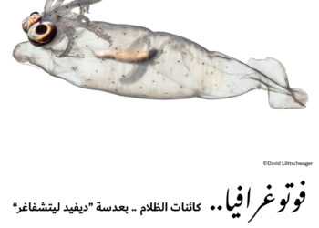 فوتوغرافيا – كائنات الظلام .. بعدسة “ديفيد ليتشفاغر”