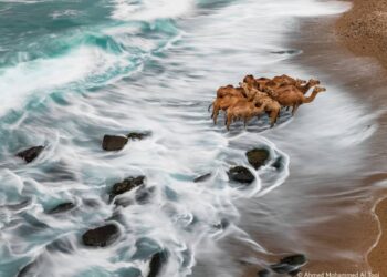 فوتوغرافيا – حمدان بن محمد للتصوير .. فضاء تألّق عدسات العرب عالمياً (1-2)