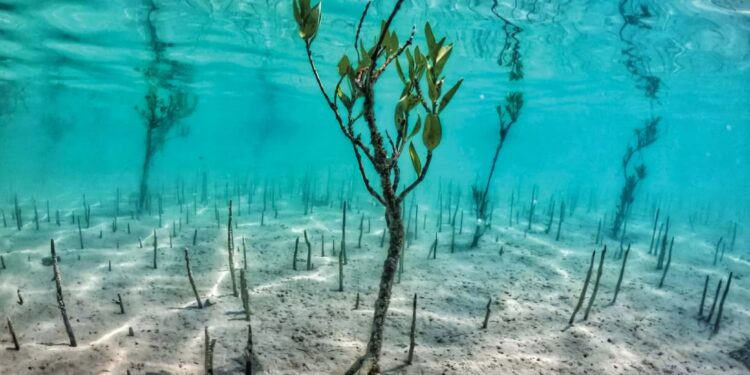 فوتوغرافيا – الحوسني يلتقط “رقصة أشجار القرم”