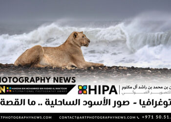 فوتوغرافيا  – صور الأسود الساحلية .. ما القصة؟