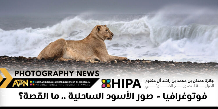 فوتوغرافيا  – صور الأسود الساحلية .. ما القصة؟