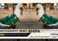 فوتوغرافيا – البطة “ميرلين” .. الصورة الطريفة لكأس العالم