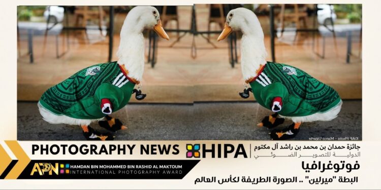 فوتوغرافيا – البطة “ميرلين” .. الصورة الطريفة لكأس العالم
