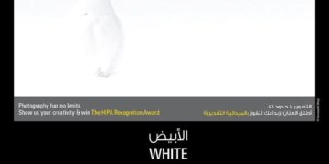 التصفيات النهائية -The FINALISTS