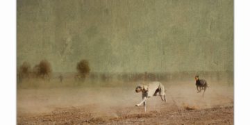 إستمتع بهوايتك دون وصي بقلم المحكم الدولي سعيد الشامسي