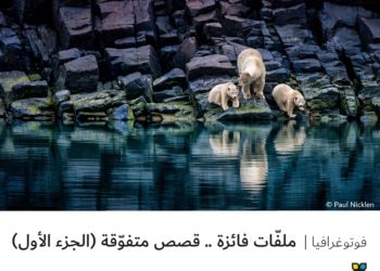 فوتوغرافيا  – ملفّات فائزة .. قصص متفوّقة (الجزء الأول)