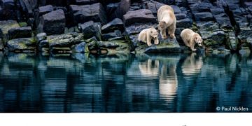 فوتوغرافيا  – ملفّات فائزة .. قصص متفوّقة (الجزء الأول)