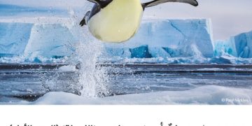 فوتوغرافيا – عدساتٌ أمسكت بتلابيب “اللحظة” (الجزء الأول)