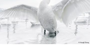 فوتوغرافيا – التصوير الفوتوغرافي .. صنعةً (الجزء السابع)