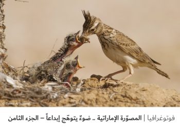 فوتوغرافيا – المصوّرة الإماراتية .. ضوءٌ يتوهّج إبداعاً – الجزء الثامن