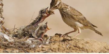 فوتوغرافيا – المصوّرة الإماراتية .. ضوءٌ يتوهّج إبداعاً – الجزء الثامن