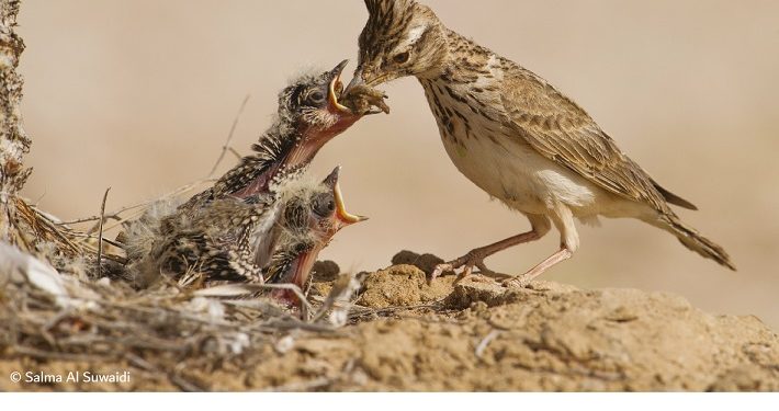 فوتوغرافيا – المصوّرة الإماراتية .. ضوءٌ يتوهّج إبداعاً – الجزء الثامن