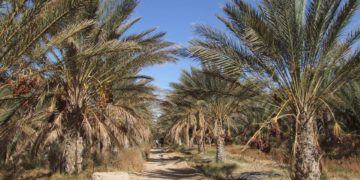 دعوة للمشاركة طريق الواحة للفوتوغرافيا  بسوق الاحد أيام 23 – 24 – 25 نوفمبر2018