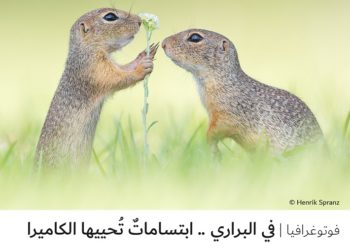 فوتوغرافيا – في البراري .. ابتساماتٌ تُحييها الكاميرا