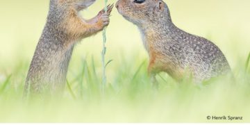 فوتوغرافيا – في البراري .. ابتساماتٌ تُحييها الكاميرا