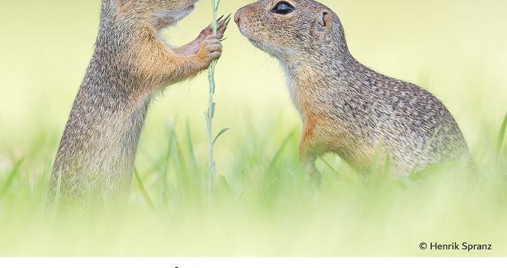 فوتوغرافيا – في البراري .. ابتساماتٌ تُحييها الكاميرا