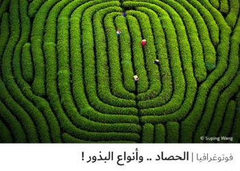 فوتوغرافيا – الحصاد .. وأنواع البذور !