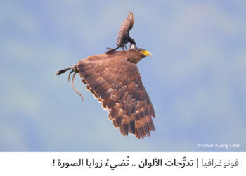 فوتوغرافيا  – تدرُّجات الألوان .. تُضيءُ زوايا الصورة !