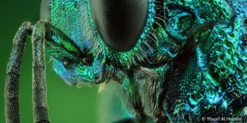 فوتوغرافيا – عوالم صغيرة” تصعدُ بها عدسةٌ إماراتيةٌ إلى العالمية