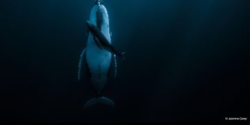 جائزة حمدان بن محمد الدولية للتصوير تُعلن الفائزين بموسم “الماء”