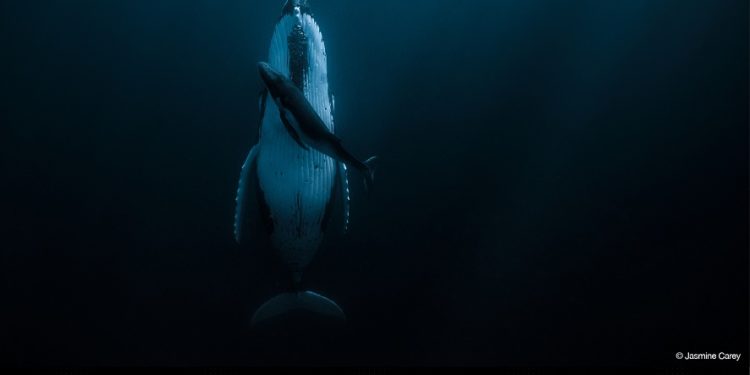 جائزة حمدان بن محمد الدولية للتصوير تُعلن الفائزين بموسم “الماء”