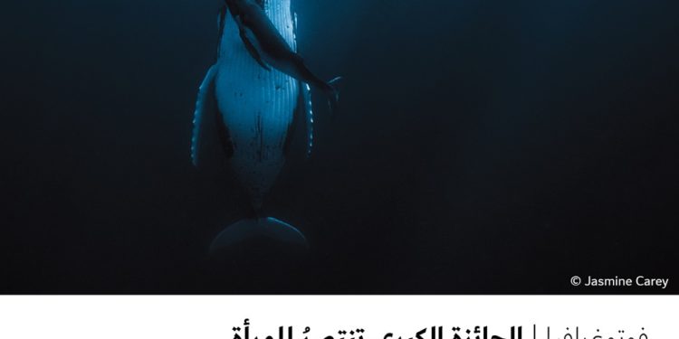 فوتوغرافیا – الجائزة الكبرى تنتصرُ للمرأة