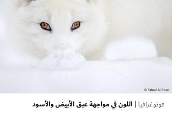 فوتوغرافیا –  اللون في مواجھة عبق الأبیض والأسود