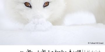 فوتوغرافیا –  اللون في مواجھة عبق الأبیض والأسود