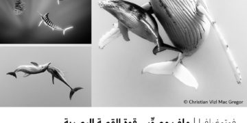 فوتوغرافیا –  ملف مصوِّر .. قوة القصة البصریة