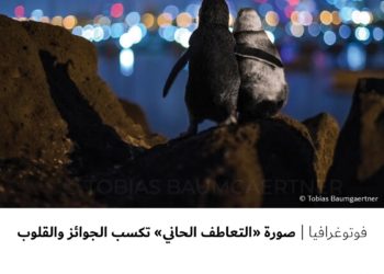 فوتوغرافيا – صورة “التعاطف الحاني” تكسب الجوائز والقلوب