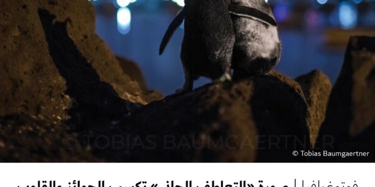 فوتوغرافيا – صورة “التعاطف الحاني” تكسب الجوائز والقلوب