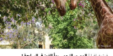 فوتوغرافيا – المصور النجم .. بدأ الفوز في السابعة !