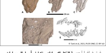 فوتوغرافيا – عدسة الذكاء الاصطناعي تكشف أسرار المومياوات