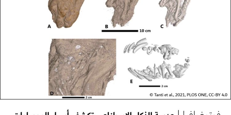 فوتوغرافيا – عدسة الذكاء الاصطناعي تكشف أسرار المومياوات