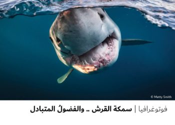 فوتوغرافيا – سمكة القرش .. والفضولُ المتبادل