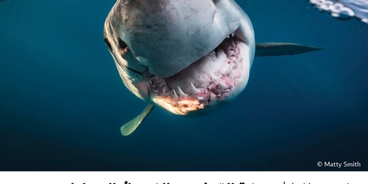 فوتوغرافيا – سمكة القرش .. والفضولُ المتبادل