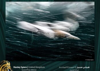 جائزة حمدان بن محمد الدولية للتصوير تُعلن الفائزين بموسم “الطبيعة”