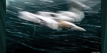 جائزة حمدان بن محمد الدولية للتصوير تُعلن الفائزين بموسم “الطبيعة”