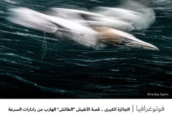 فوتوغرافيا – الجائزة الكبرى .. قصة الأطيش “الطائش” الهارب من رادارات السرعة