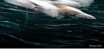 فوتوغرافيا – الجائزة الكبرى .. قصة الأطيش “الطائش” الهارب من رادارات السرعة