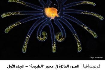 فوتوغرافيا – الصور الفائزة في محور “الطبيعة” – الجزء الأول