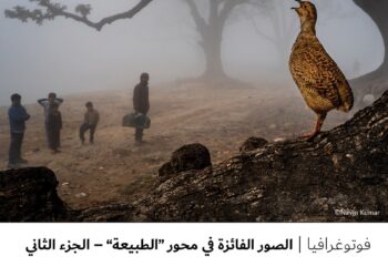 فوتوغرافيا – الصور الفائزة في محور “الطبيعة” – الجزء الثاني