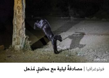 فوتوغرافيا -مصادفةٌ ليلية مع مخلوقٍ مُذهل