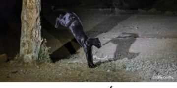 فوتوغرافيا -مصادفةٌ ليلية مع مخلوقٍ مُذهل