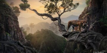 فوتوغرافيا – الفن الرقميّ .. الأصالة والحداثة في إطارٍ واحد