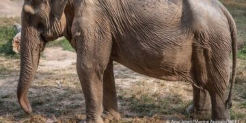 فوتوغرافيا_ عيثومٌ عجوز .. تكشفُ قسوة البشر