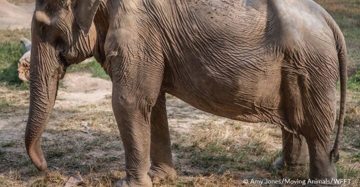 فوتوغرافيا_ عيثومٌ عجوز .. تكشفُ قسوة البشر
